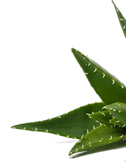 Aloe vera  szmos fantasztikus tulajdonsggal rendelkez nvny